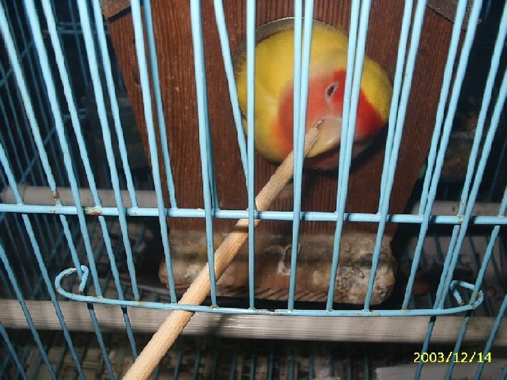 咬竹筷