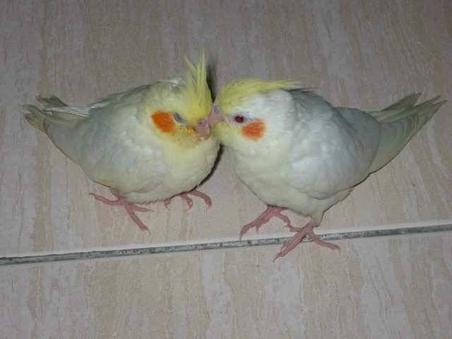 danalin
