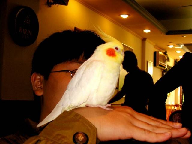 可愛的BB