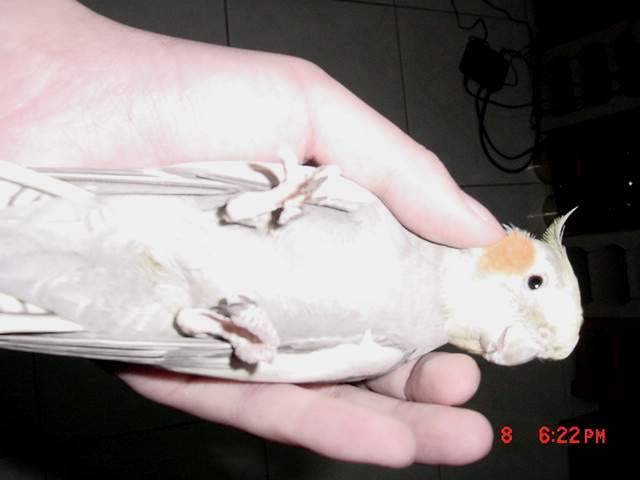 舉腳投降