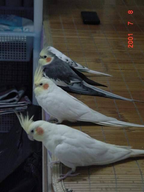 排好隊伍
