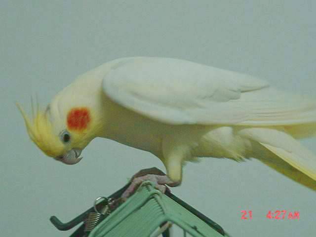 屋頂