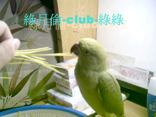 綠月倫-club-綠綠