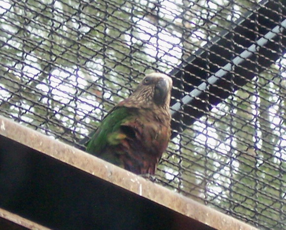 動物園的鸚鵡