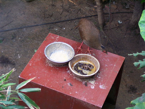 這是鳥食|||