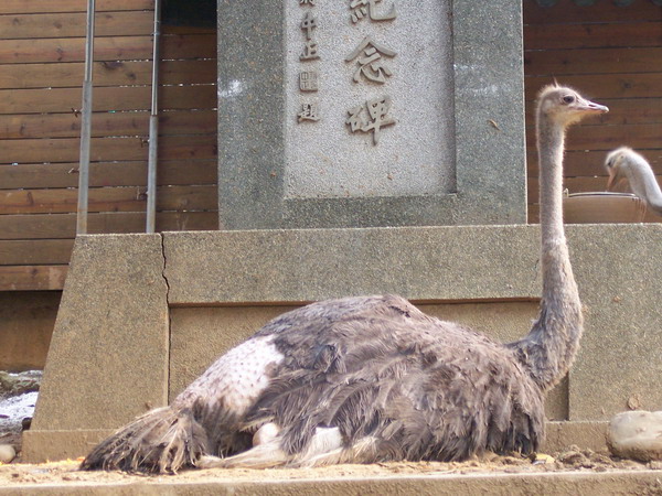 嚴重掉毛