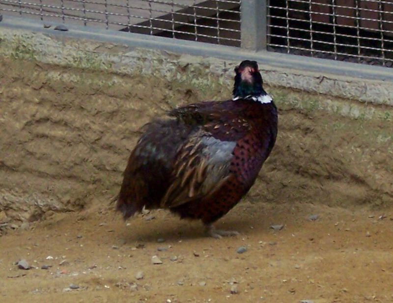 動物園的保育鳥類