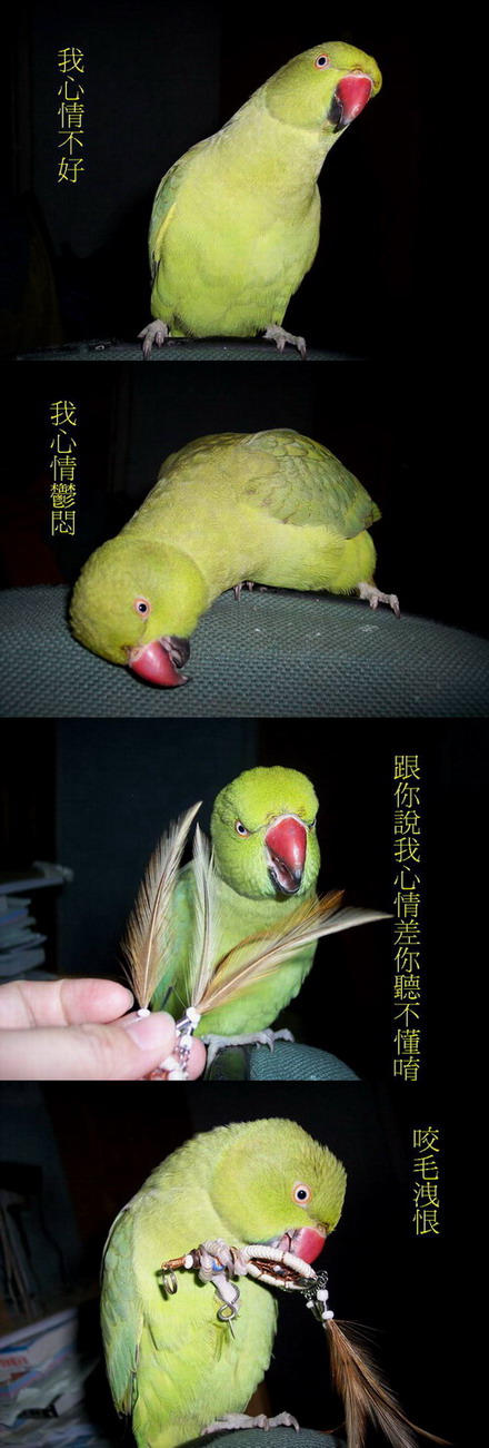 小綠在咬毛~>"<