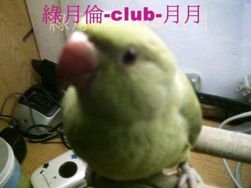 綠月倫-club-月月