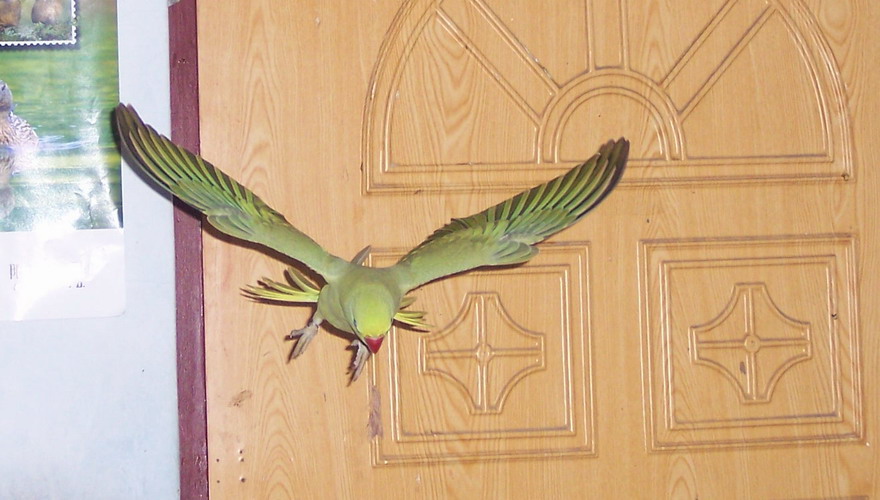 flying