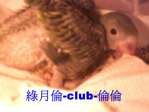 綠月倫-club-倫倫