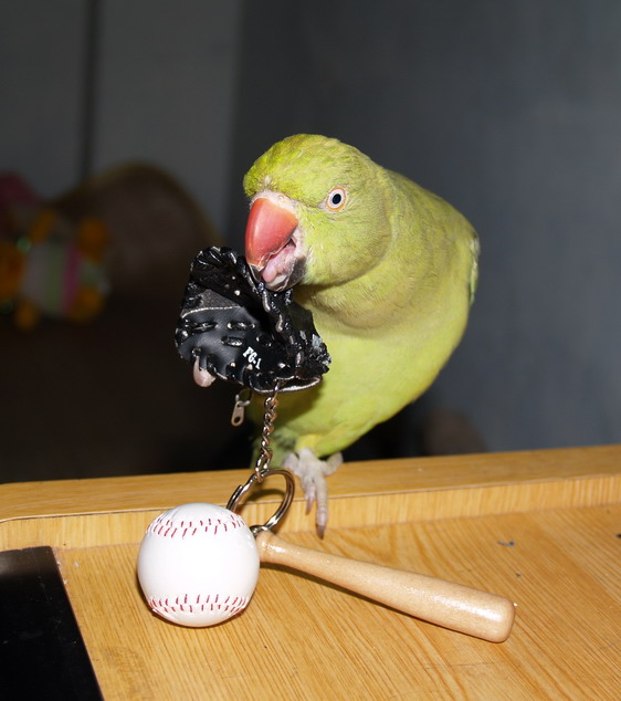愛運動的鳥