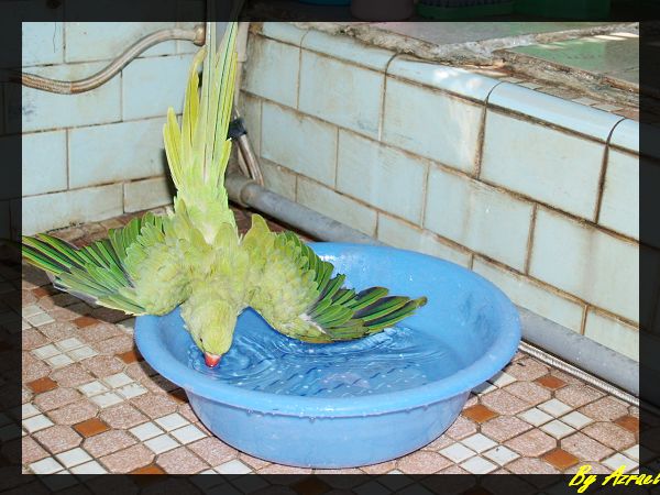 綠鳥愛洗澡