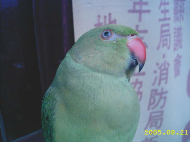 怎麼拍都可愛