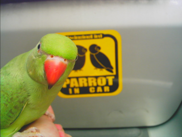 工商服務時間~~@"@|||PARROT IN CAR