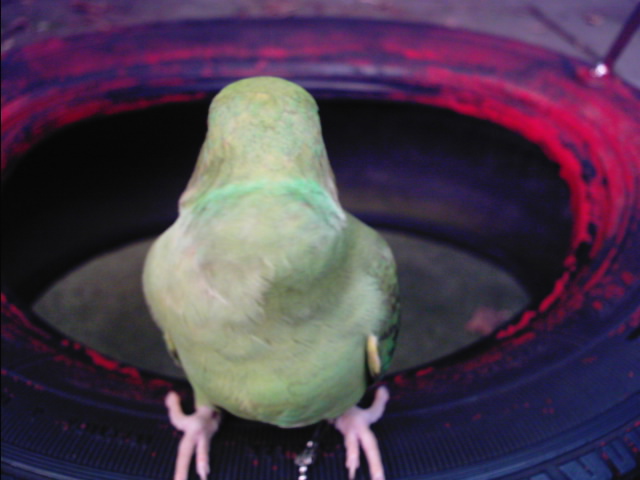 無臉鳥.....