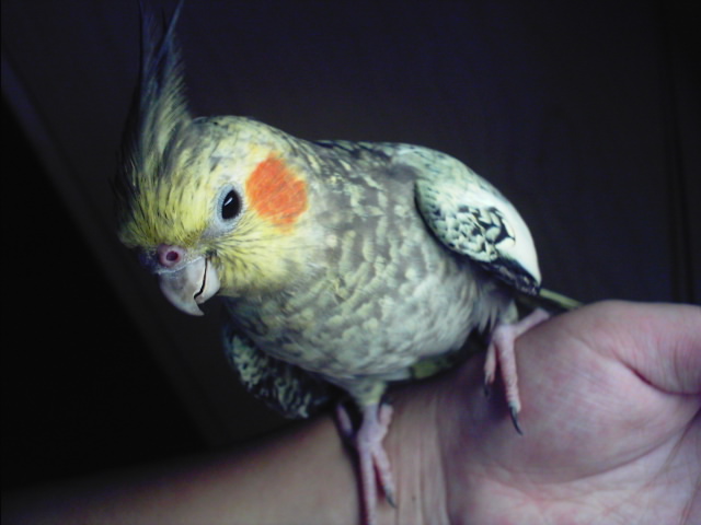 非手養玄鳳....