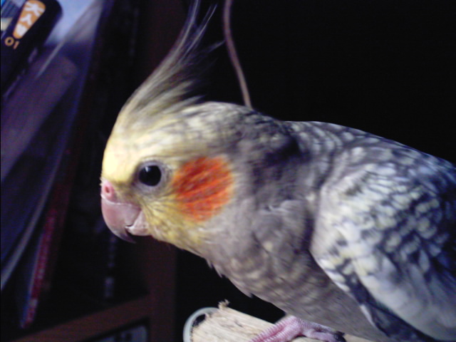 癡情玄鳳....