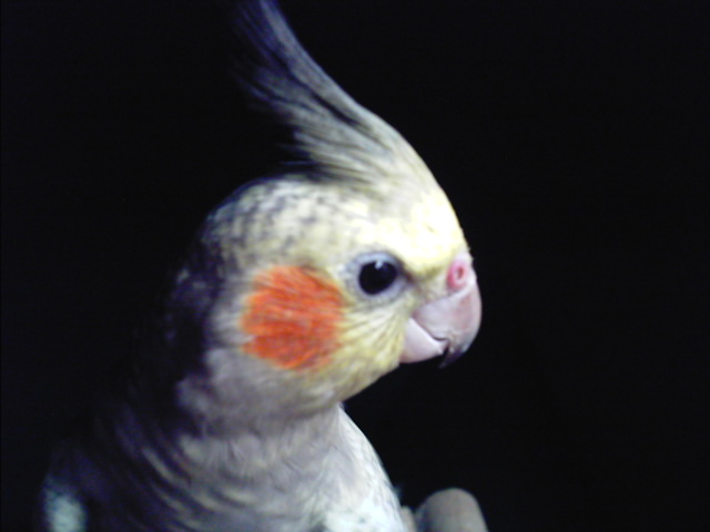 癡情玄鳳....