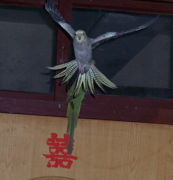 鳥就是要飛