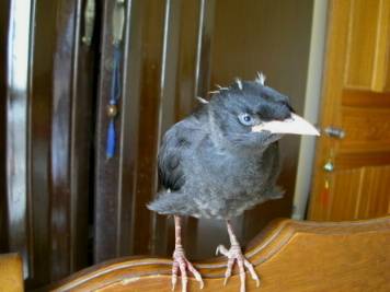 debby