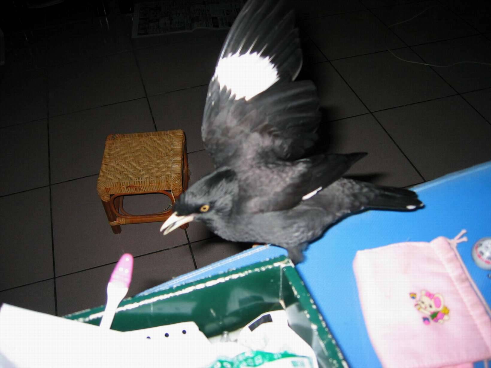 展翅高飛