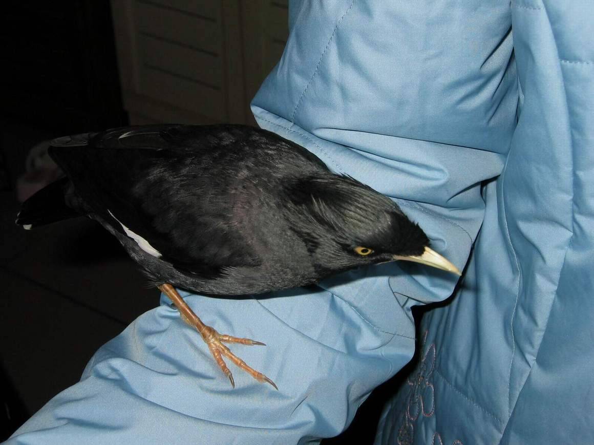 愛玩的鳥兒~
