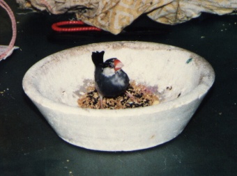 鴿窩中的文鳥