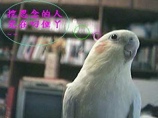 思春中...