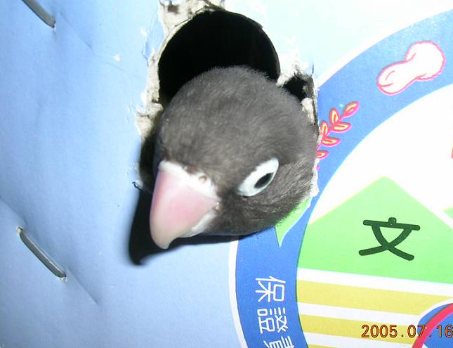 一顆頭