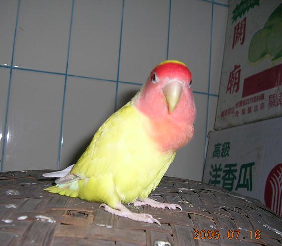 蹲馬桶