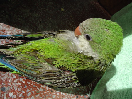 deyu