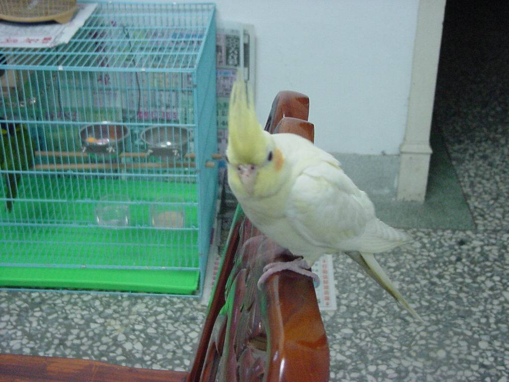 didadi