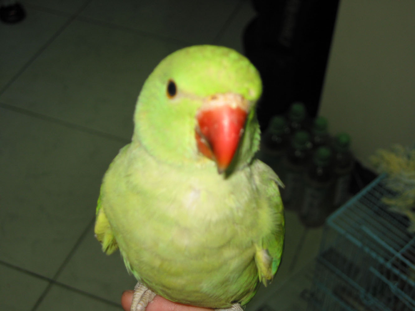 dindindon