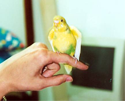 tutu~~裝可愛~~~