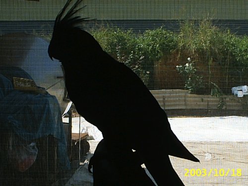 神秘鳥......