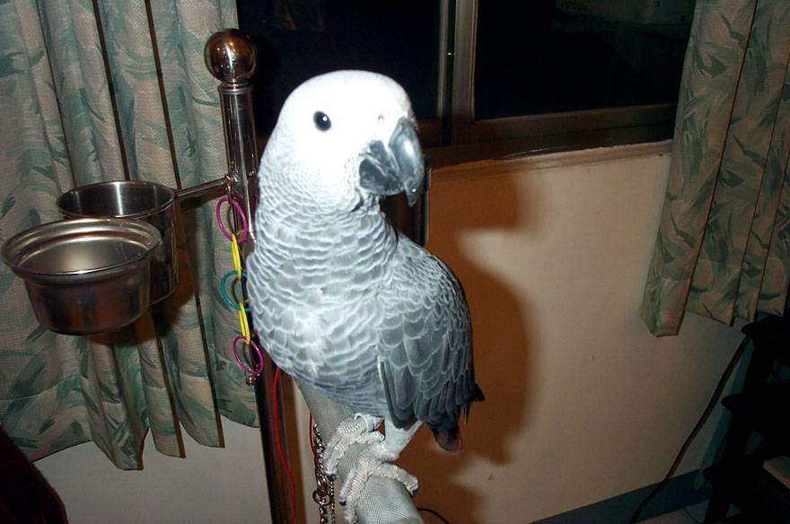 dylan