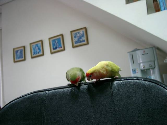 掉了啦
