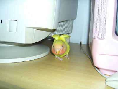 我ㄉ愛鳥...