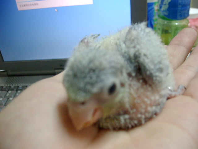 echochen