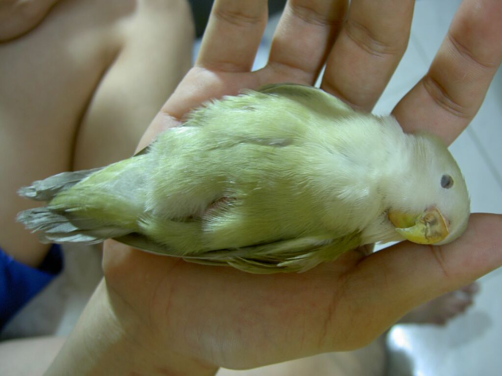 裝死~~