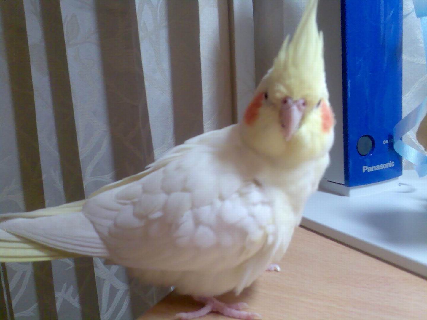 超級塞亞鳥