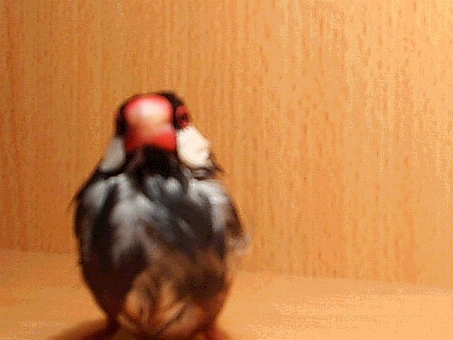 很適合做卡片