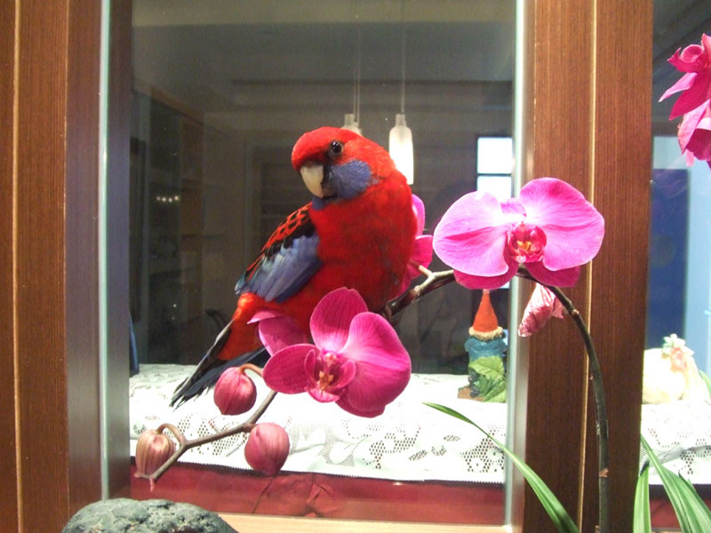 鳥面蘭花相映紅．之一