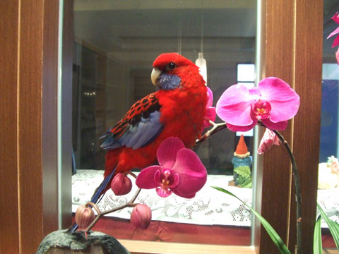 鳥面蘭花相映紅．之二