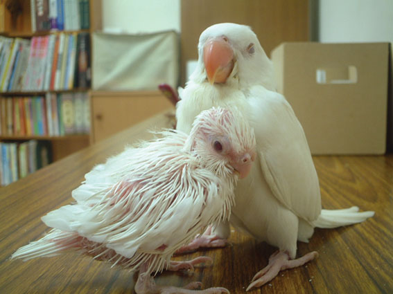 巨大化白文鳥～