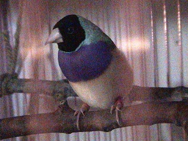 elbert78