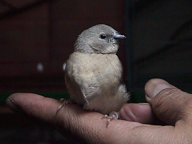 大寶 胡錦的幼鳥