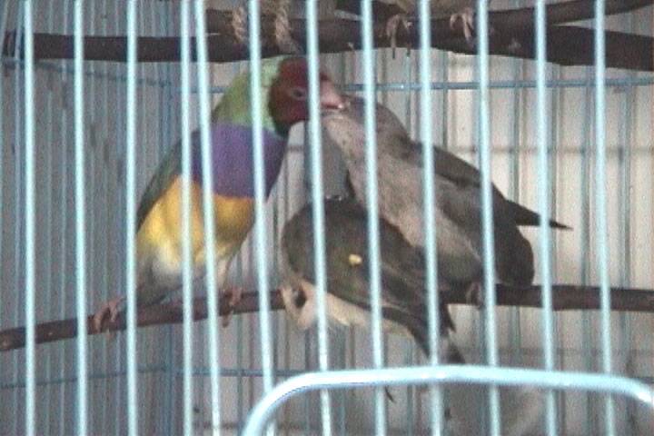 餵雛中的胡錦公鳥
