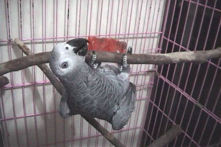 拉單槓  一